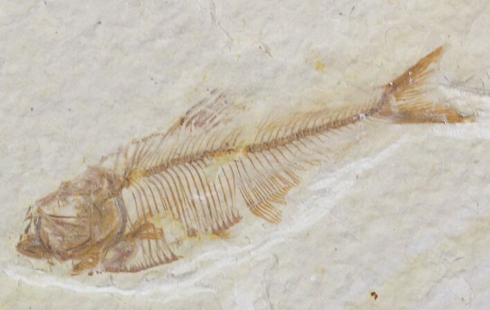 Diplomystus Fossil Fish - Wyoming #22345
